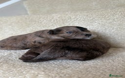 Lhasapoo dogs for sale: 9 stunning lhasapoo’s  - Image 14