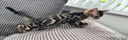 Bengal cats for sale: Full pedigree rosetted bengal kitten -male  - Advert 7