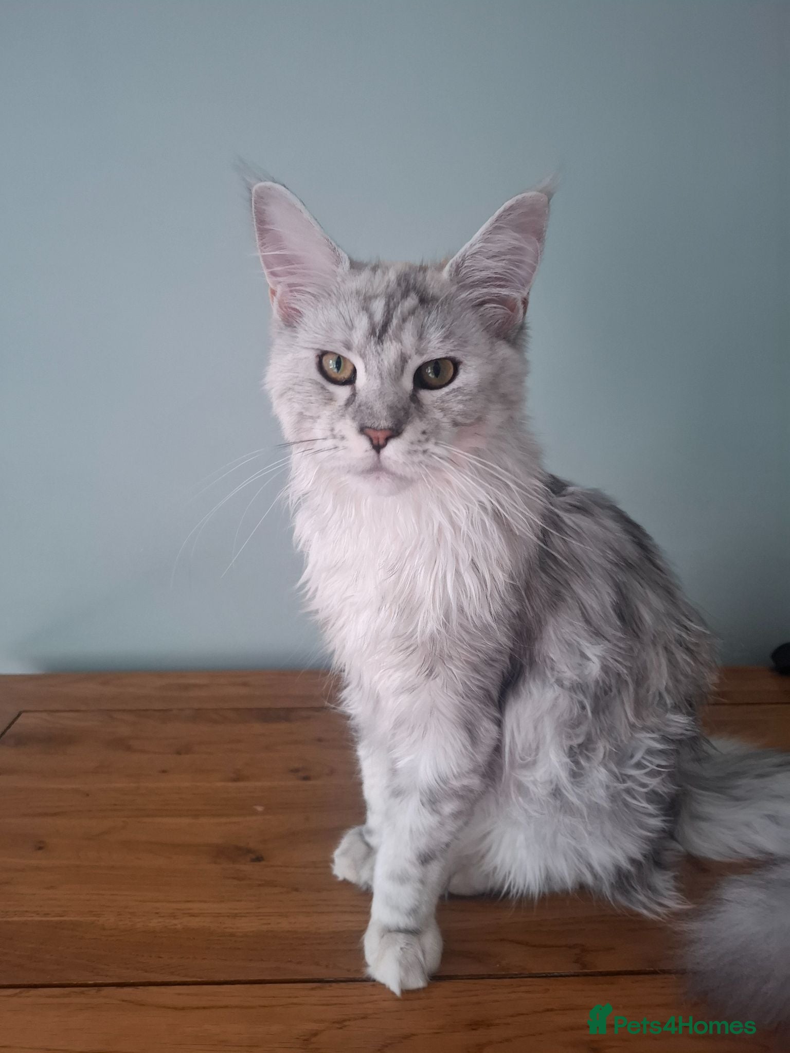 Maine Coon cats Tica Registered Maine Coon Kittens - Advert 11
