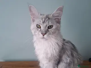 Maine Coon cats Tica Registered Maine Coon Kittens - Advert 11