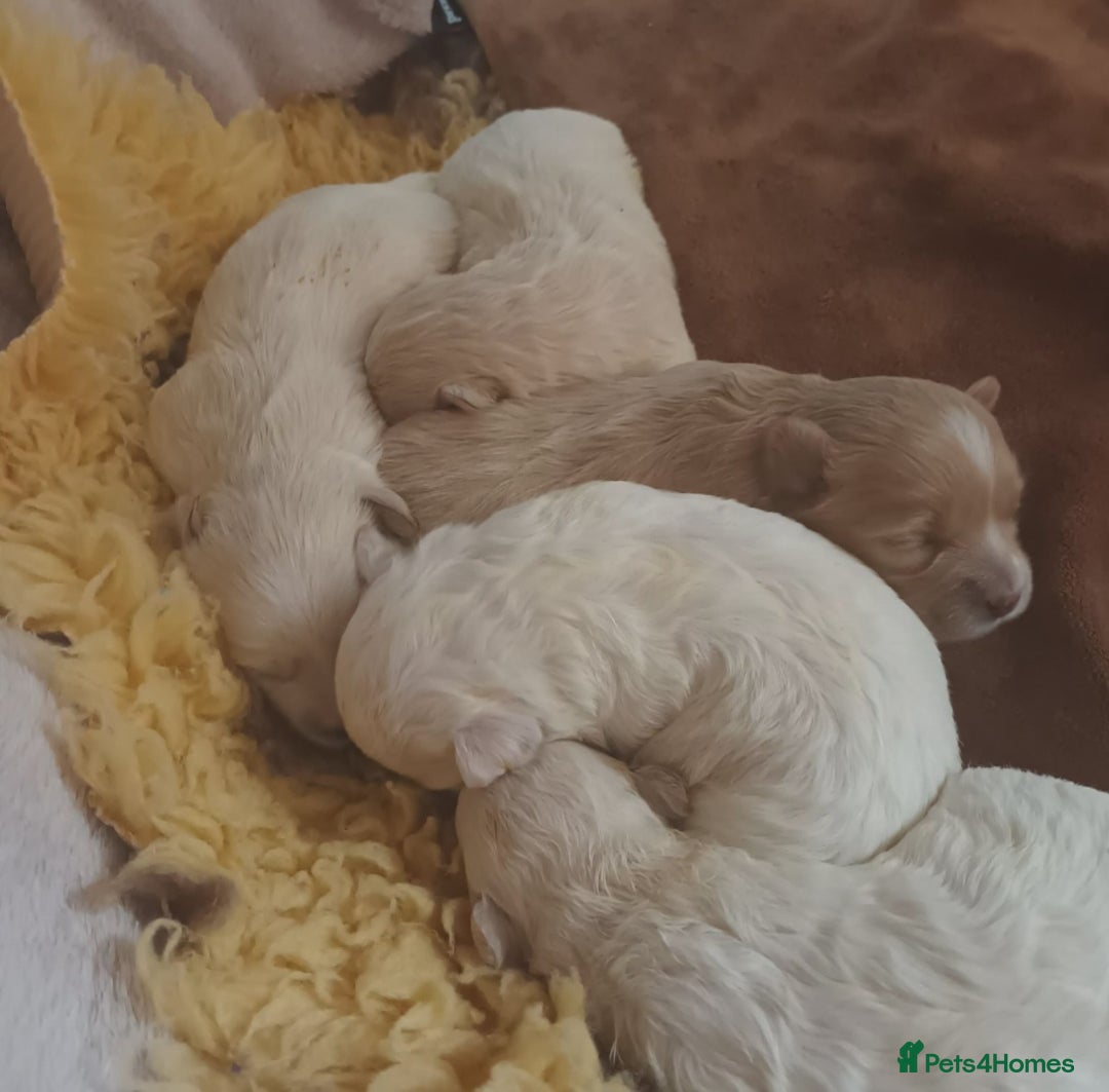 Maltese dogs for stud: Maltese Stud - Image 5