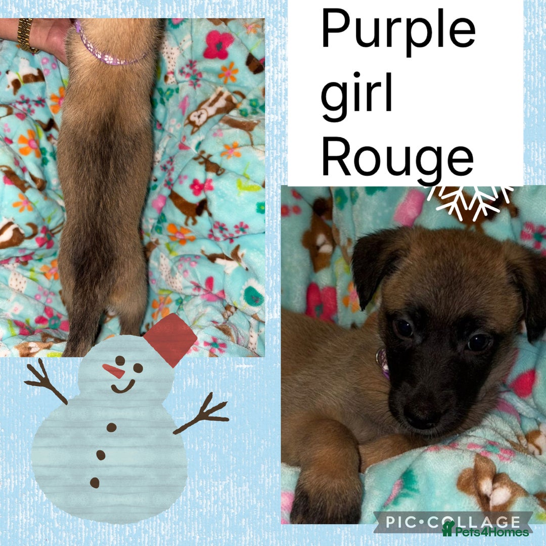 Belgian Shepherd Dog dogs for sale: 🐾 Belgian Malinois x Dutch Herder Puppies 🐾 - Advert 21