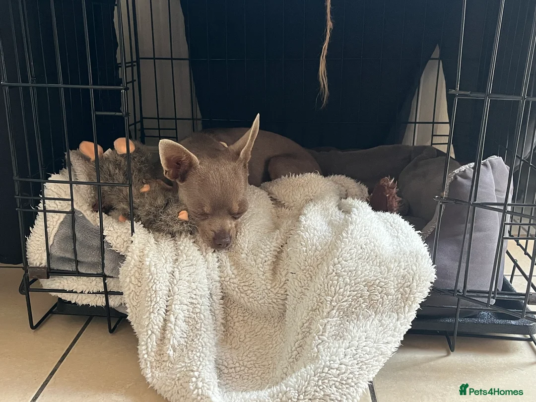 Chihuahua dogs for sale: 1 lilac tri (w/peach and white) and 1 blue boy.  - Advert 11