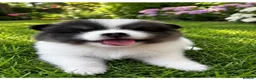 Pomeranian dogs for sale: Stunning KC Registered Small Pomeranian Puppies - Advert 8