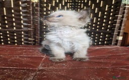 Ragdoll cats for sale: 1 sweet Ragdoll boy looks for a loving family  - Image 14