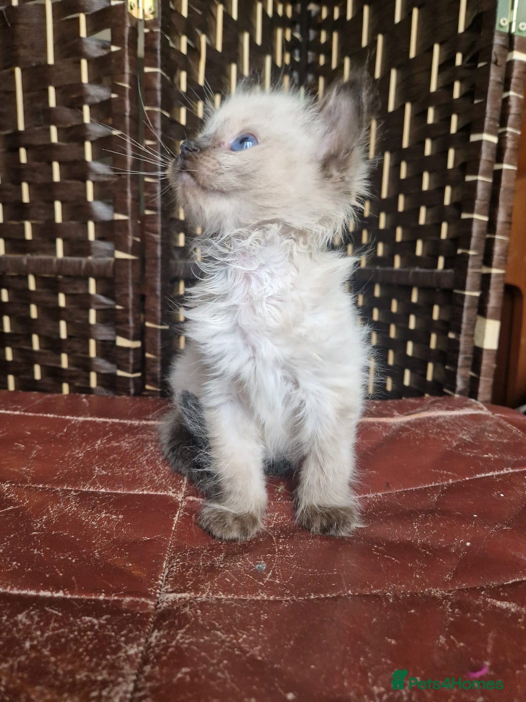 Ragdoll cats for sale: 1 sweet Ragdoll boy looks for a loving family  - Image 14