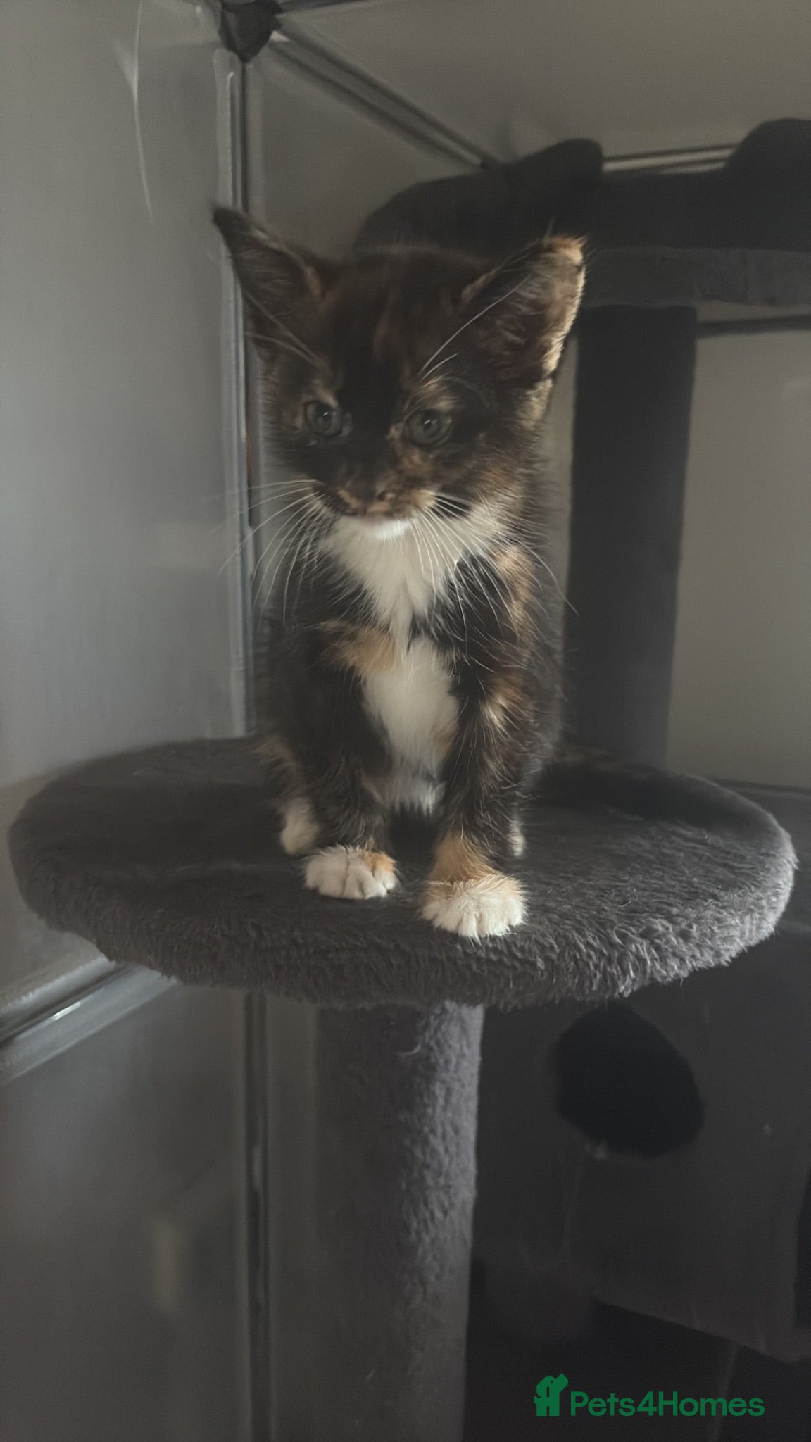 Mixed Breed cats 1 tortoise girl left ready now - Advert 3