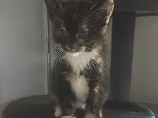 Mixed Breed cats 1 tortoise girl left ready now - Advert 3