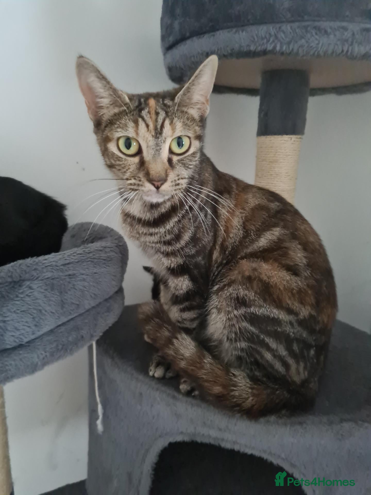 Mixed Breed cats Mother and 5 kittens  - Advert 11