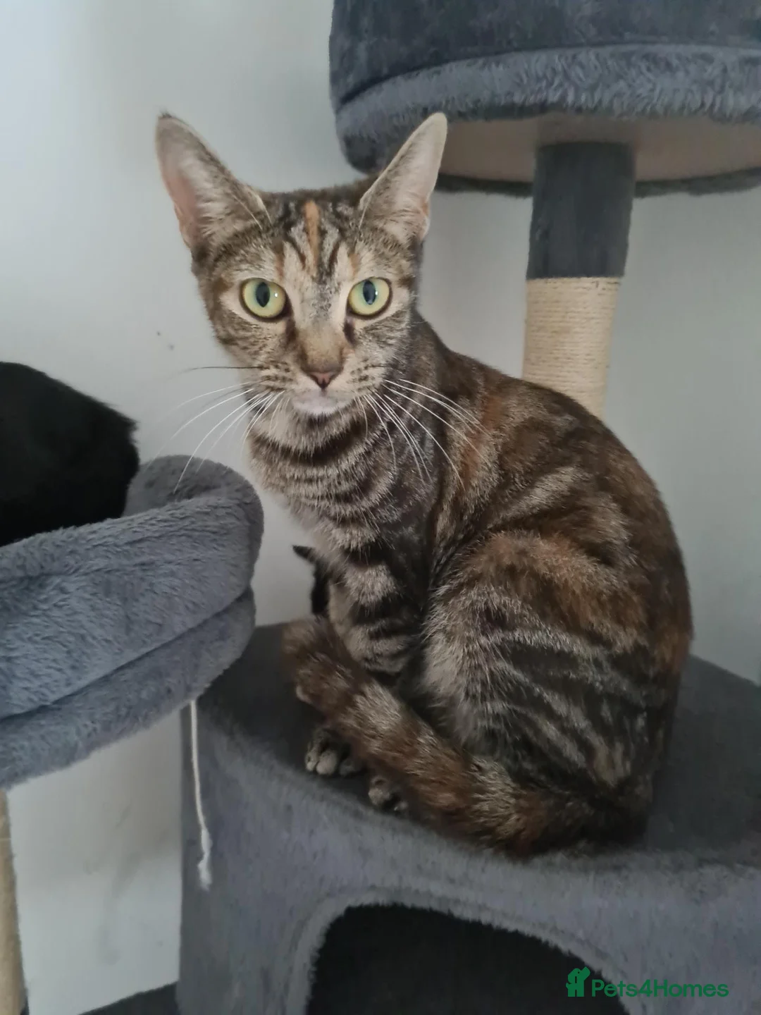 Mixed Breed cats for sale: Mother and 5 kittens  in Reading - Advert 1