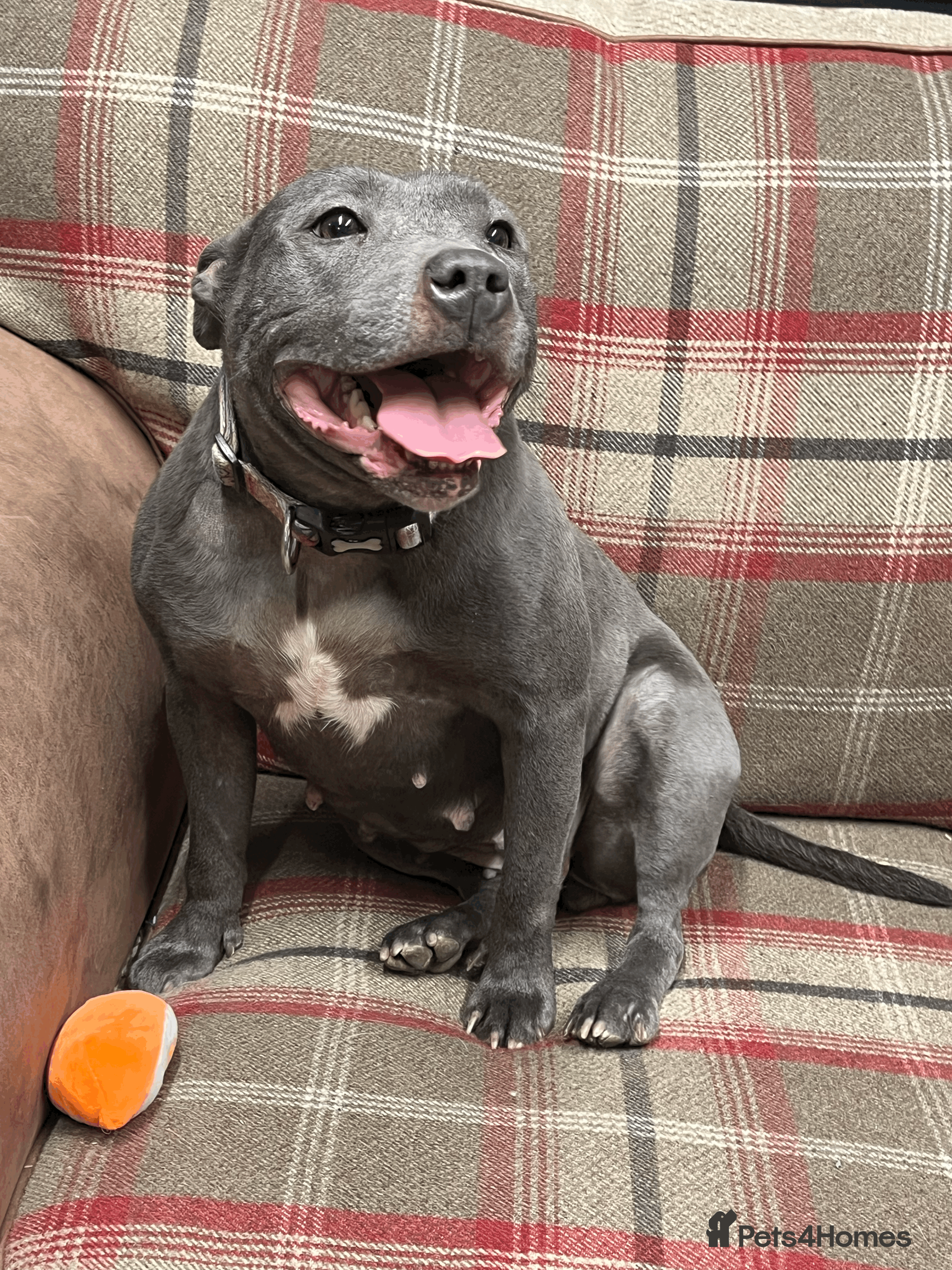 Staffordshire Bull Terrier dogs 🌸 Tallulah – KC  Staffordshire Bull Terrier 🌸 - Advert 2