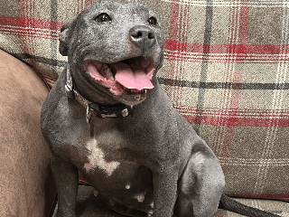 Staffordshire Bull Terrier dogs 🌸 Tallulah – KC Staffordshire Bull Terrier 🌸 - Advert 6