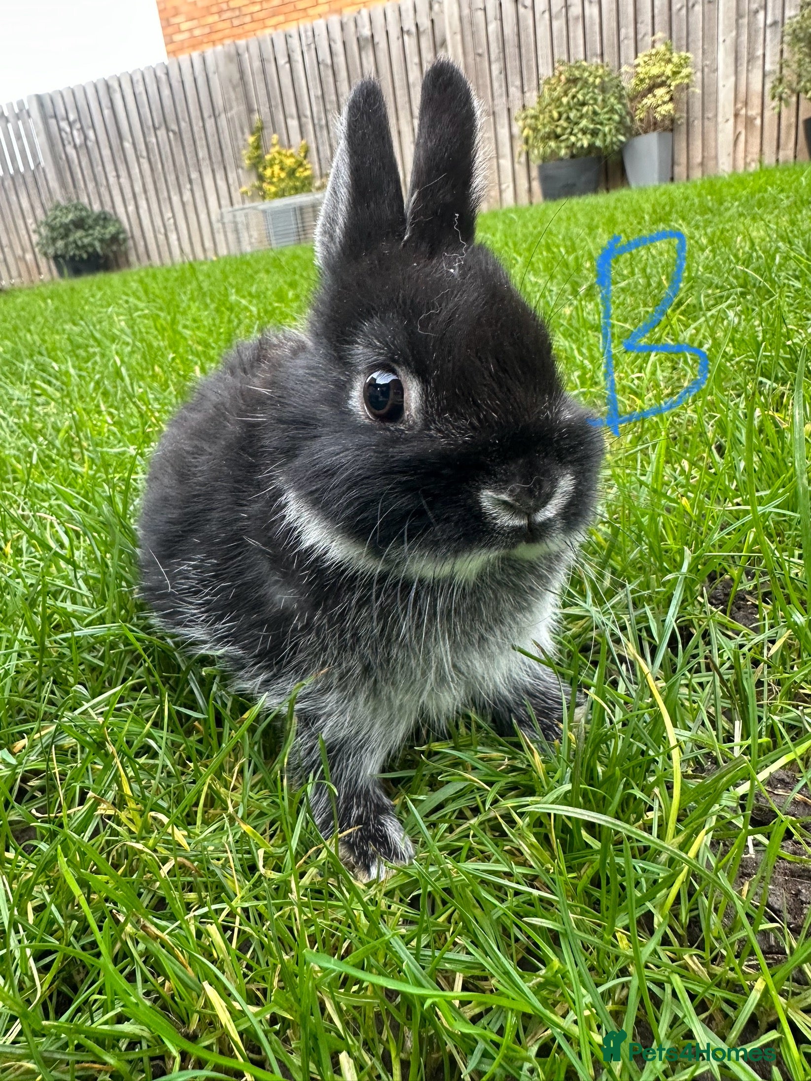Netherland Dwarf rabbits Netherland Dwarf Rabbits For Sale  - Advert 16