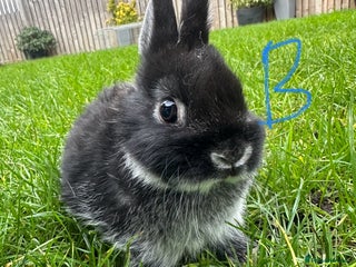Netherland Dwarf rabbits Netherland Dwarf Rabbits For Sale - Advert 3