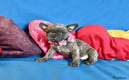 French Bulldog dogs for sale: Adorable Puppies Looking for a New Home! - Image 10