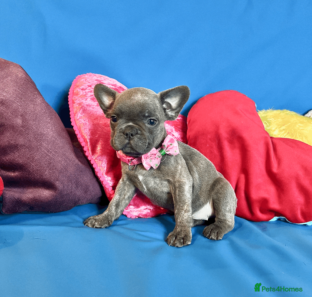 French Bulldog dogs for sale: Adorable Puppies Looking for a New Home! - Image 10