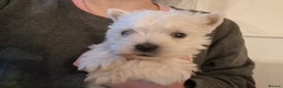 West Highland Terrier dogs for sale: Gorgeous kc bestie pups - Advert 6