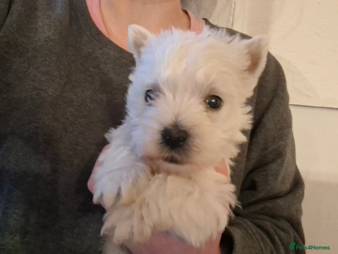 West Highland Terrier dogs for sale: Gorgeous kc bestie pups - Advert 6