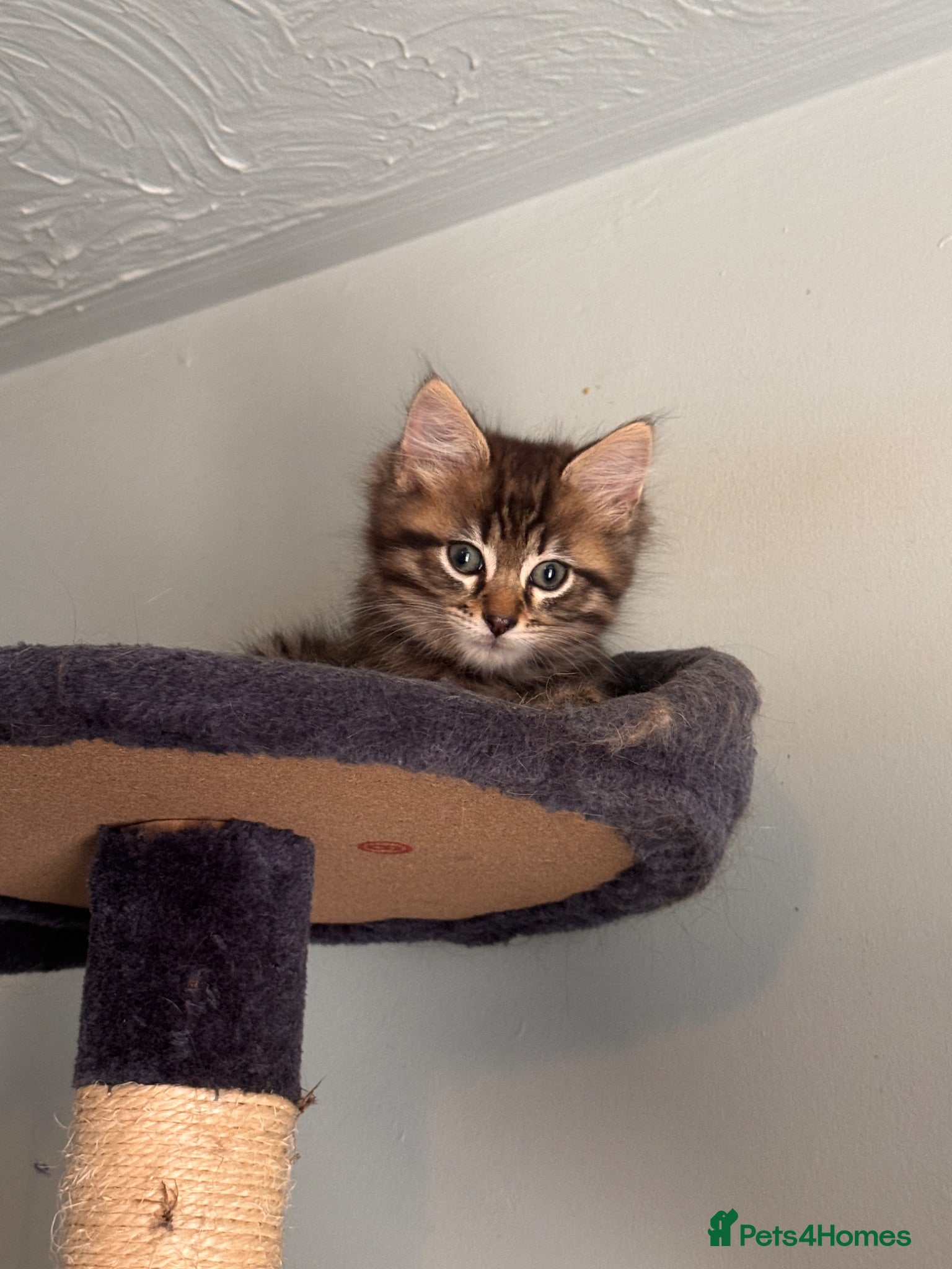 Mixed Breed cats Ragdoll cross kitten full vaccinated - Advert 1