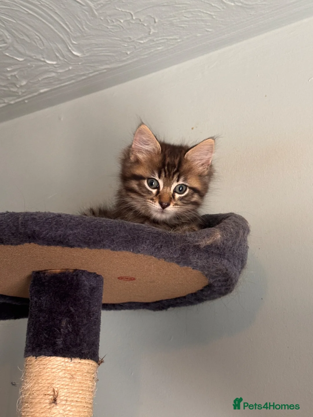 Mixed Breed cats for sale: Ragdoll cross kitten full vaccinated - Advert 1