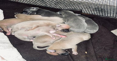 Whippet dogs - Advert 12