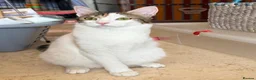 Mixed Breed cats for adoption: “Special Needs” 3 Legged Charlotte in St Albans - Advert 8
