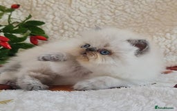 Persian cats for sale: Persian Kittens - Image 9