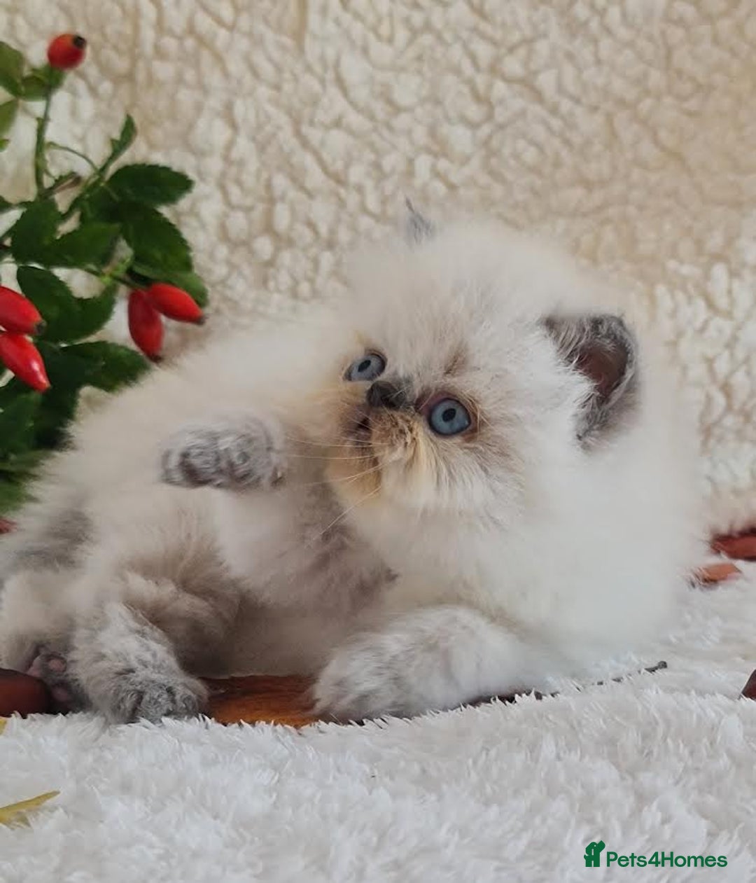 Persian cats for sale: Persian Kittens - Image 9