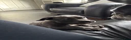 American Bully dogs for sale: American pocket bulldogs 1 ready TO LEAVE  - Advert 7