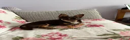 Chihuahua dogs for stud: Pure breed Chocolate Tri stud chihuahua  - Advert 1