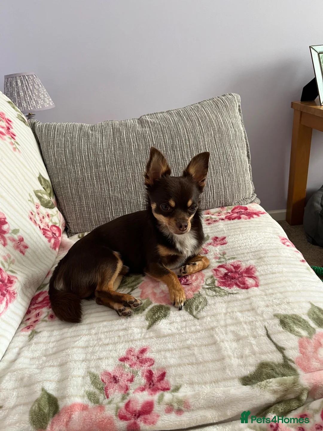 Chihuahua dogs for stud: Pure breed Chocolate Tri stud chihuahua  - Advert 1