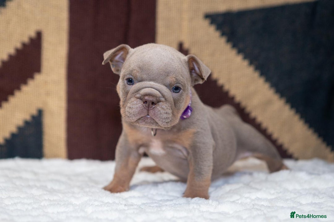 English Bulldog dogs for sale: For sale: 7 English Bulldog Puppies - Image 7