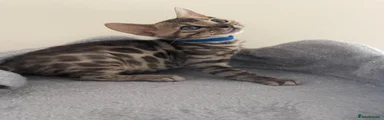 Bengal Kitten Dark blue boy 