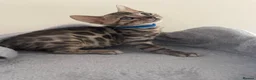 Bengal cats for sale: 7 beautiful pure Bengal Kittens - Advert 29