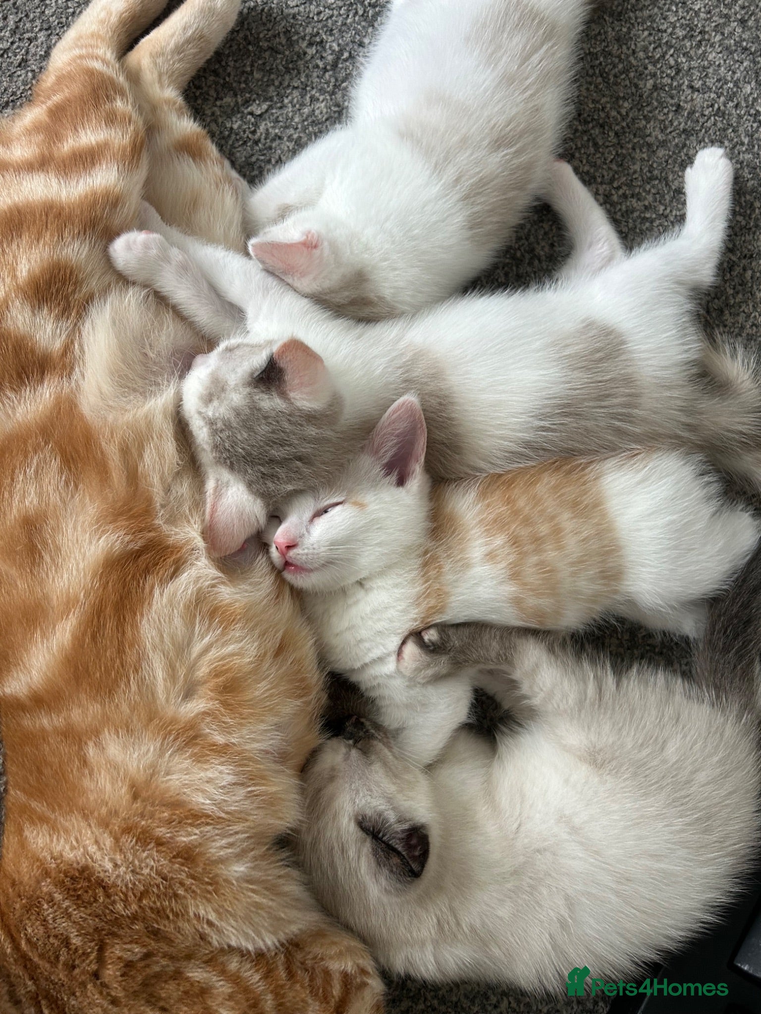 Mixed Breed cats Kittens for sale  - Advert 5