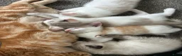 Mixed Breed cats for sale: Kittens for sale  - Advert 1