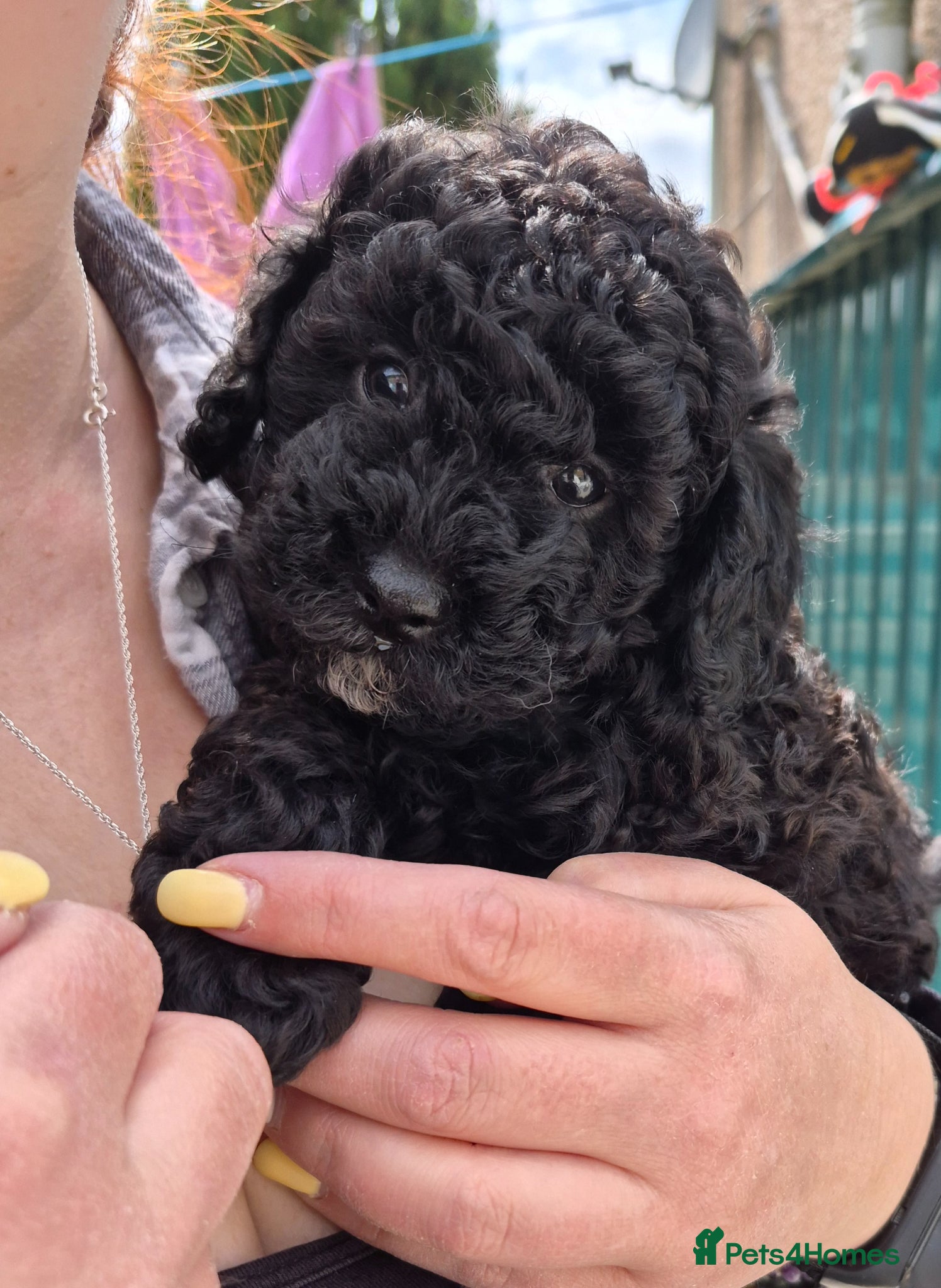 Toy Poodle dogs 2 KC reg Black Boy Toy Poodles ONLY 1 available - Advert 3