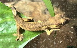 Gecko reptiles for sale: Crested gecko and terrarium  - Advert 4
