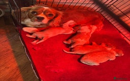 Cavalier King Charles Spaniel dogs for sale: cavalier king charles  - Image 1