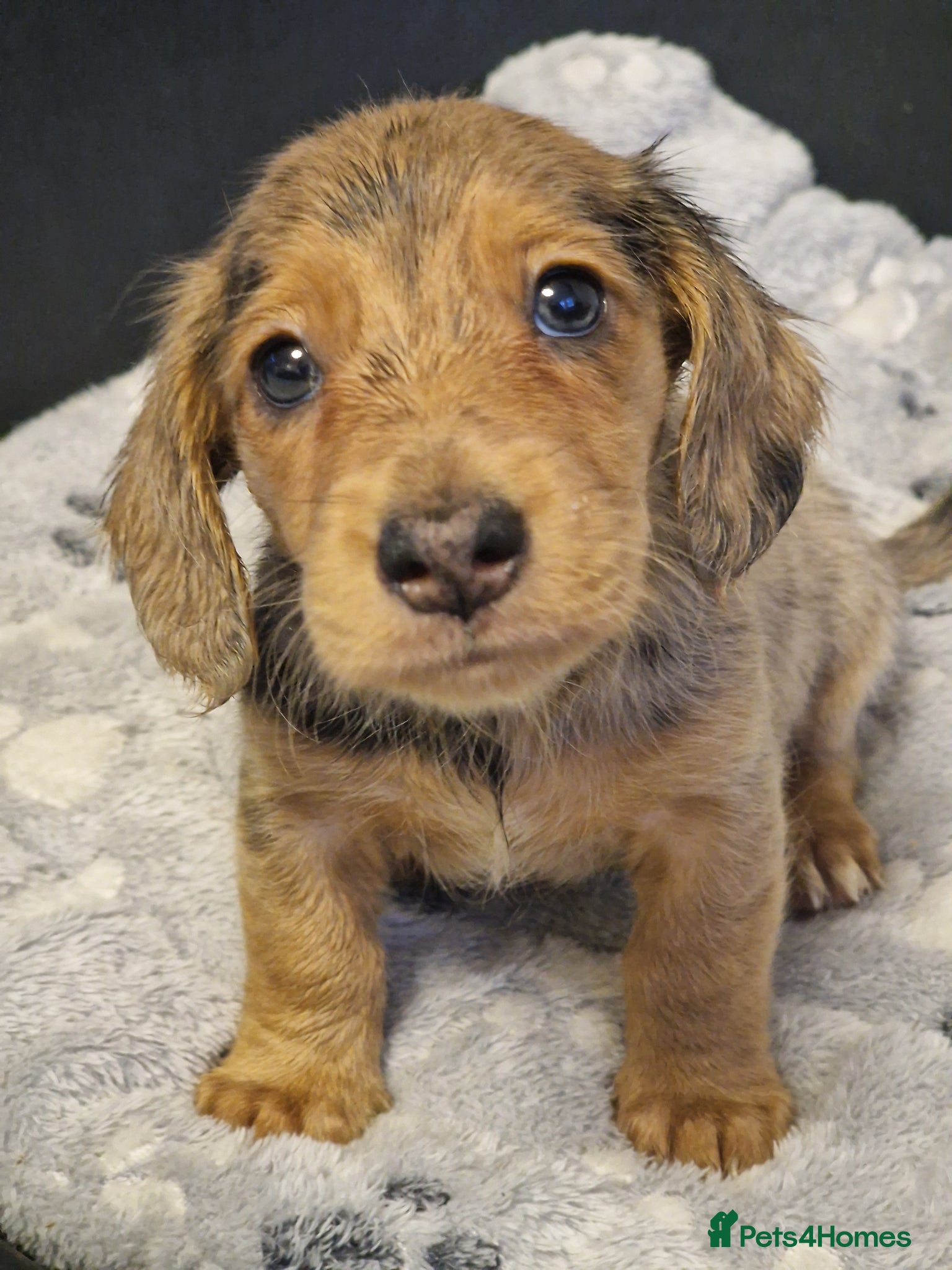 Dachshund dogs 1 boy left‼️Ready to leave on 8th June‼️ - Advert 4