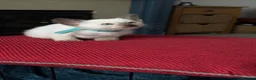 Siamese cats for sale: Siamese kittens  - Advert 13