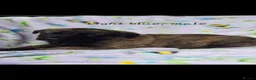 Golden Shepherd dogs for sale: Golden shepherd's  - Advert 40