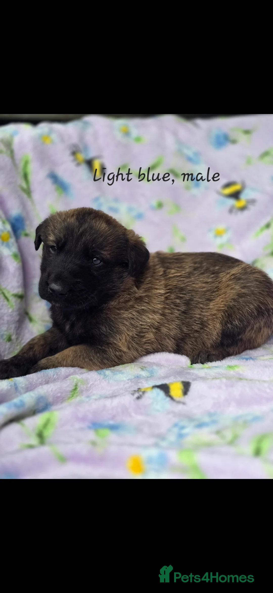 Golden Shepherd dogs for sale: Golden shepherd's  - Advert 40