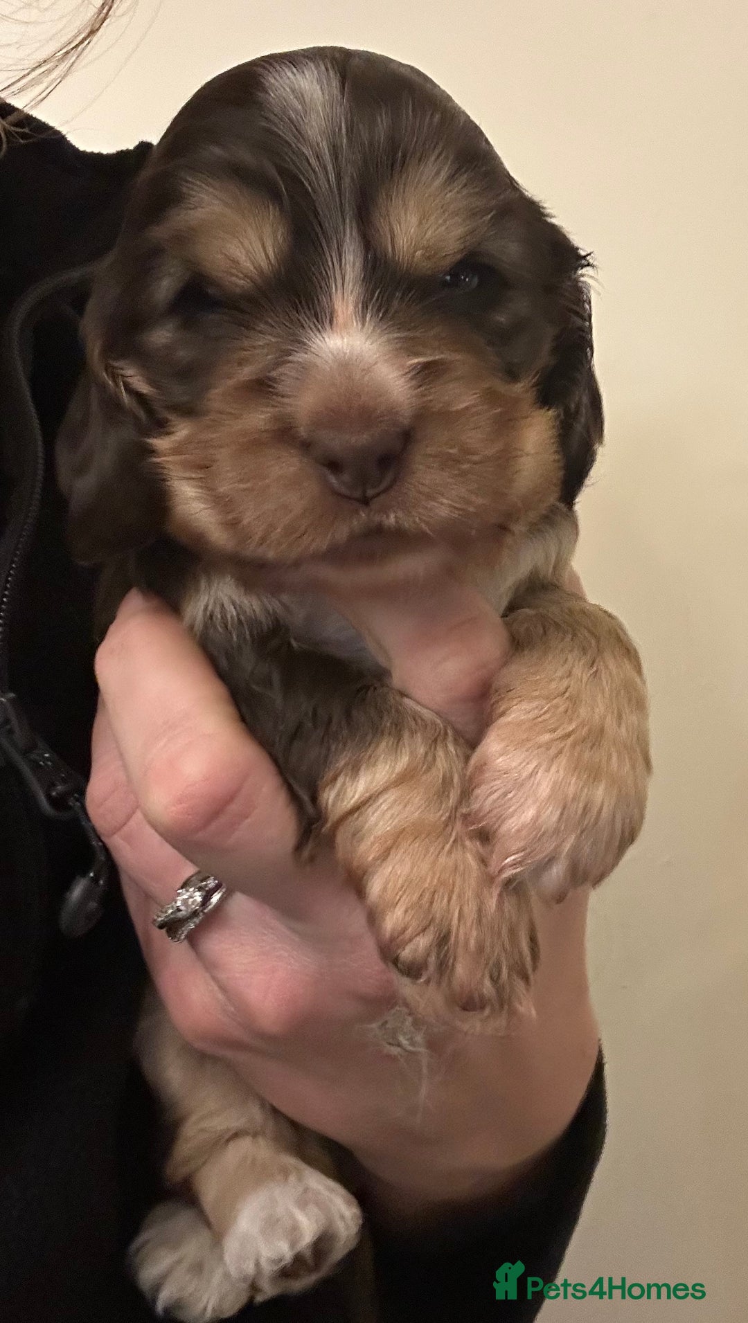 Cocker Spaniel dogs for sale: ⭐ Show Cocker Spaniels ⭐  - Advert 3