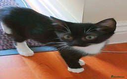 Mixed Breed cats for adoption: Bronwen, Carys, Fion,  - Image 5
