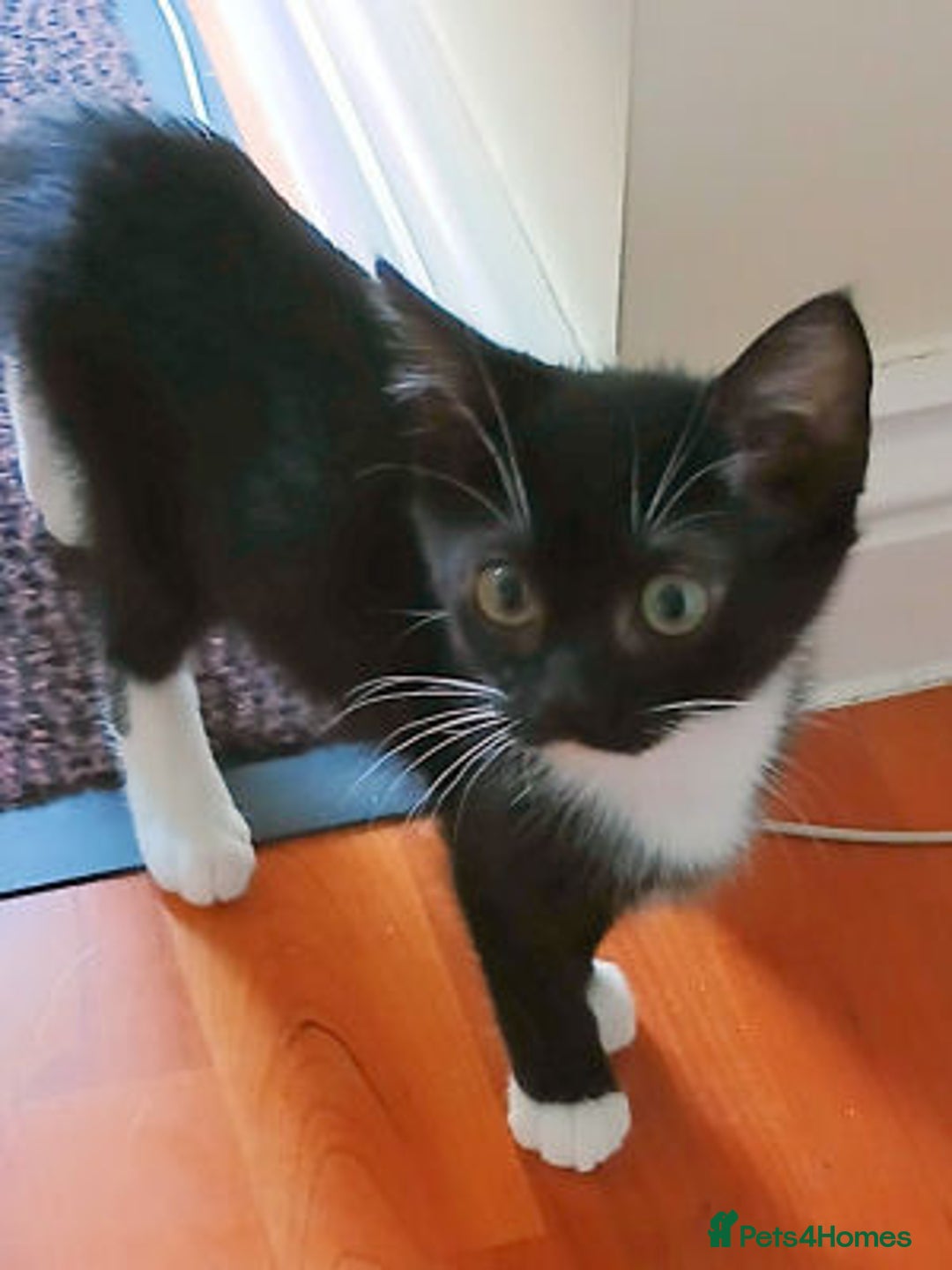 Mixed Breed cats for adoption: Bronwen, Carys, Fion,  - Image 5