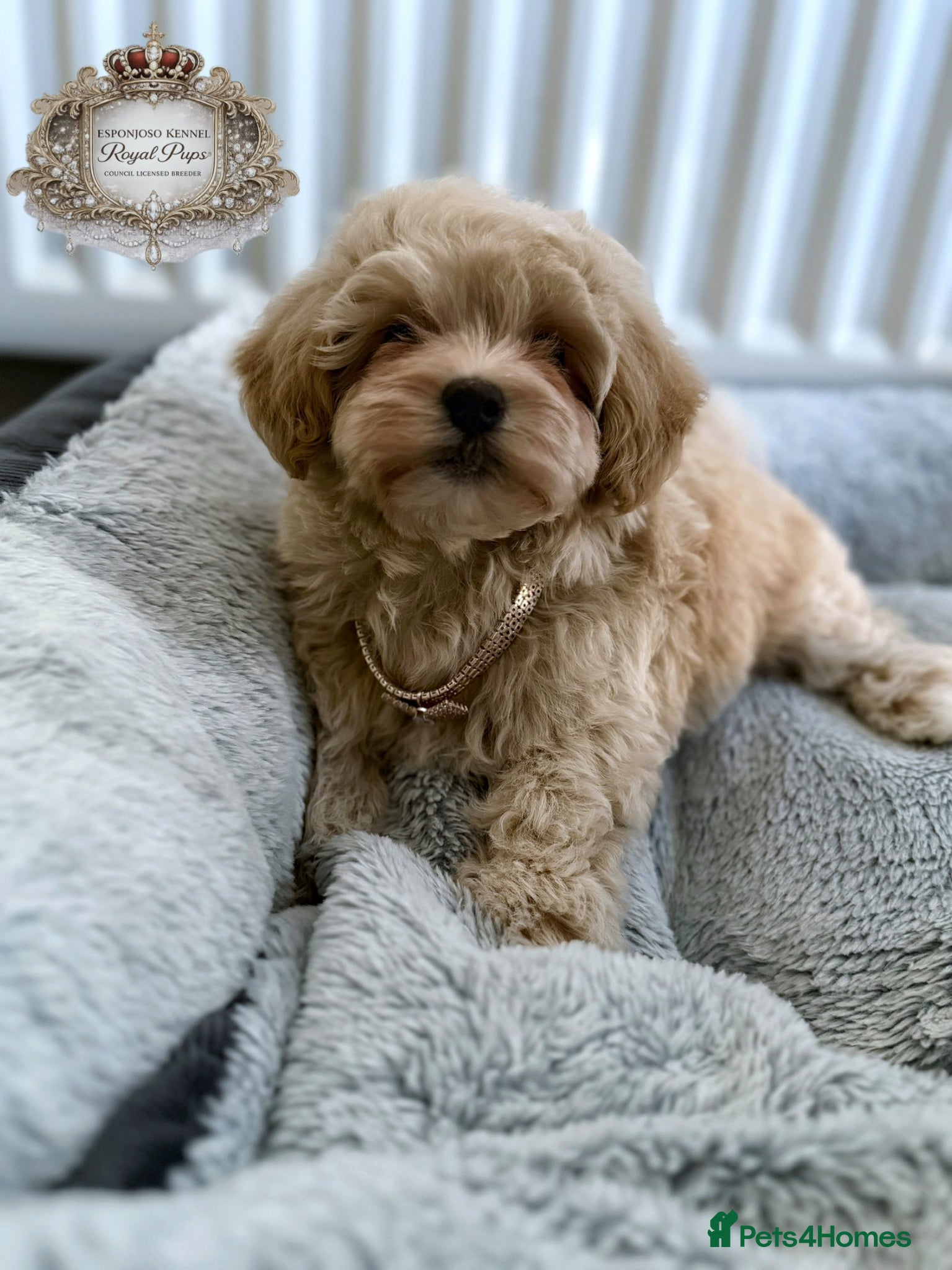 Maltipoo dogs ✨👑READY 🏡 One in a Million F1 Asian Maltipoo👑✨ - Advert 2