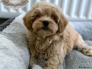 Maltipoo dogs ✨👑READY 🏡 One in a Million F1 Asian Maltipoo👑✨ - Advert 2