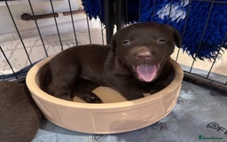 Labrador Retriever dogs for sale: Outstanding Quality Chocolate Labrador Puppies - Image 23