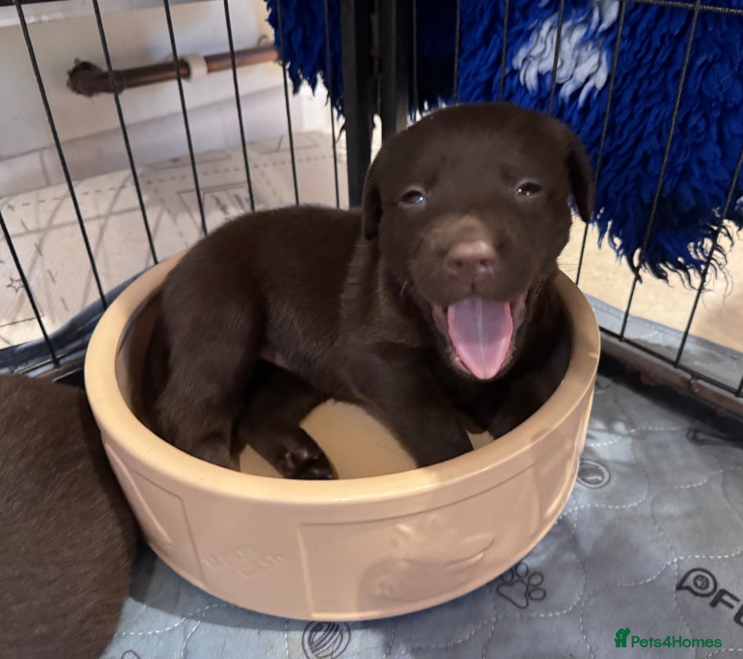 Labrador Retriever dogs for sale: Outstanding Quality Chocolate Labrador Puppies - Image 23